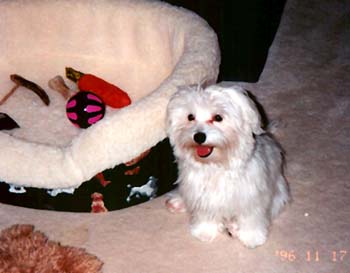 Rescue a Maltese Dog